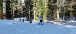 4 personnes de VHS dans la forêt, dont 2 lugeurs
