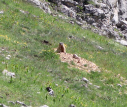 zoom sur la marmotte