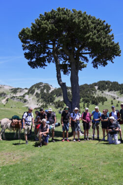 regroupement sous l'arbre taillé