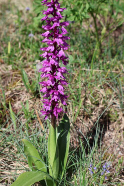 une orchis